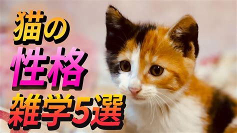 猫の性格に関する包括ガイド