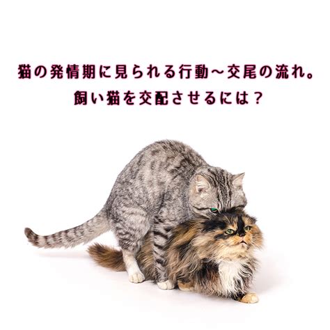 猫の愛の季節である発情期について知っておきたいこと