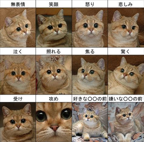 猫の感情を理解する