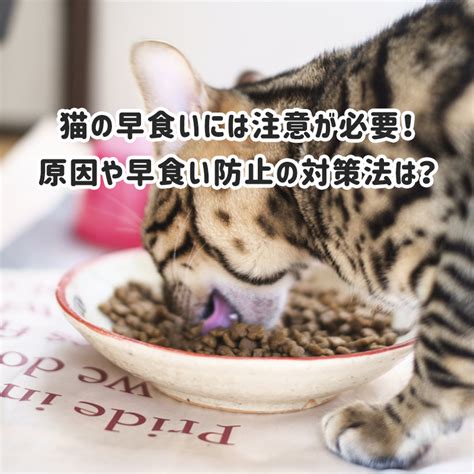 猫の早食いを防止するための完全ガイド