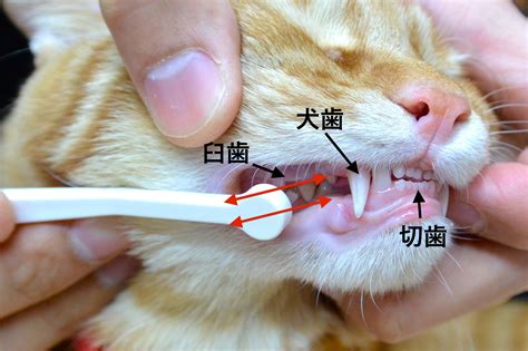 猫の歯磨き: 健康的な口腔のために不可欠