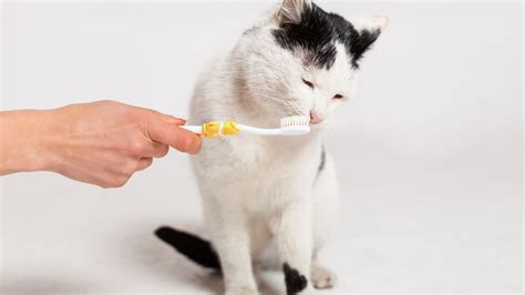 猫の歯磨きシートで健康的な口腔を維持しよう