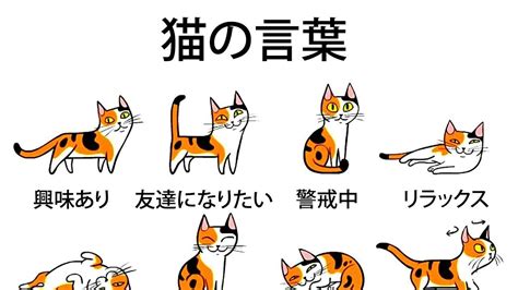 猫の気持ちを知るための行動観察ガイド