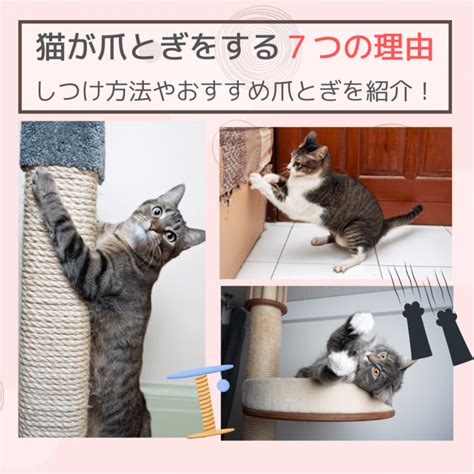 猫の爪とぎの理由