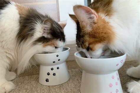 猫の猫の食べやすさ向上: