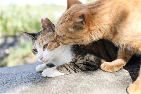 猫の発情期とは