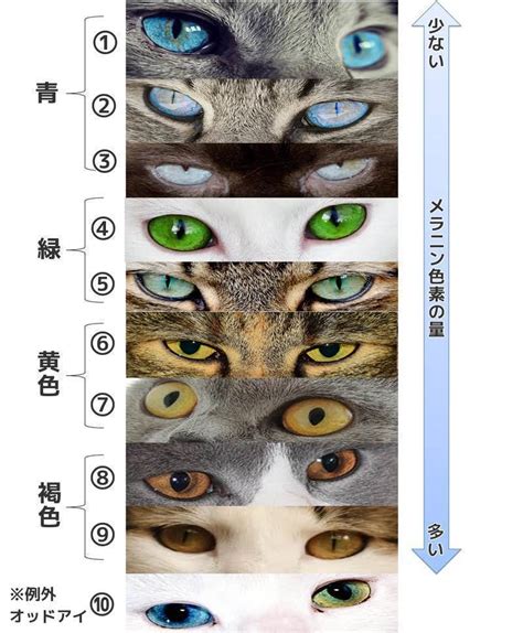 猫の目の色種類