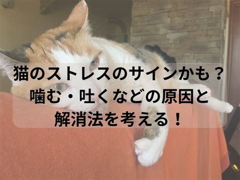 猫の眠気の原因と解消法