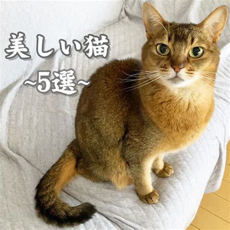 猫の種類：神秘と美しさ