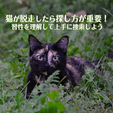 猫の習性と脱走の要因