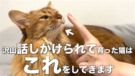 猫の行動から気持ちを読み取る完全ガイド