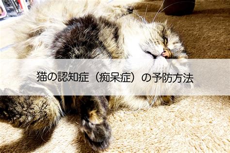 猫の認知症：症状からケア方法まで