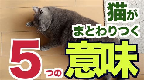 猫の足元をかわいく彩る：ソックス猫の魅力とケアのコツ