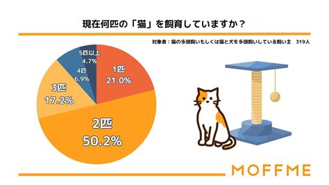 猫の飼育に関するよくある間違い