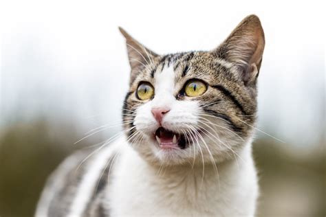 猫の鳴き声：ニャンとなく気になるアレコレ