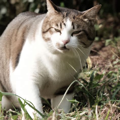 猫の鳴き声：理解とコミュニケーション