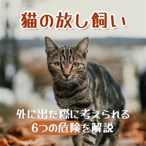 猫は放し飼いにすれば自然に落ち着く：