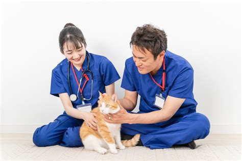 猫を健康に保つための包括的なガイド