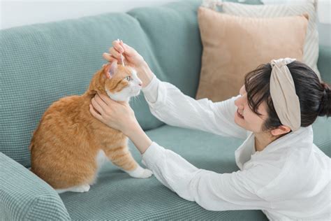 猫を迎える