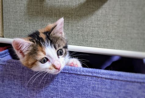 猫を飼っている方なら、一度は悩んだことがあるのではないでしょうか？愛猫の爪とぎ問題。