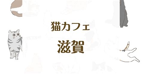 猫カフェ「カラ」で癒しのひとときを