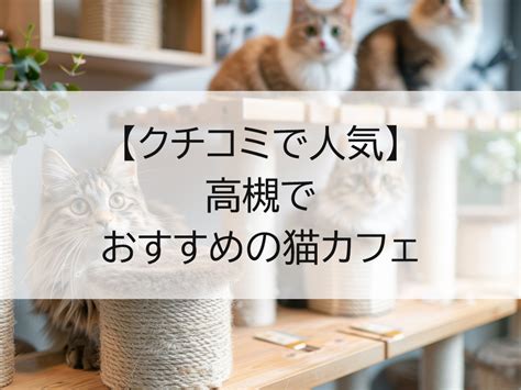 猫カフェ選びで重要な要素 ～居心地のよさ、猫との触れ合い、衛生管理まで完全網羅～