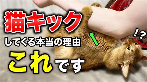 猫キックのすべて：究極のガイド