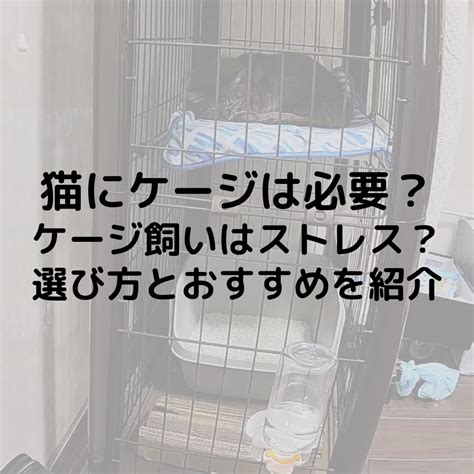 猫ケージ ステップの選び方