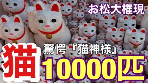 猫好き必見！ねこ10000匹の世界への誘い