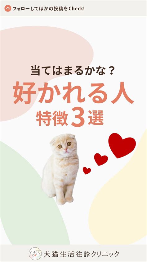 猫専門クリニックで愛猫の健康を守る