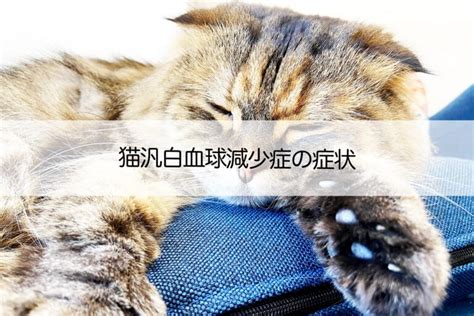 猫汎白血球減少症：