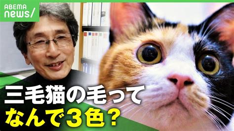 猫界の謎を解き明かせ！「立ち猫」の意味徹底解説