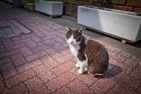 猫 え ずく