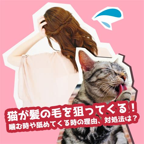 猫 が 髪 を 噛む