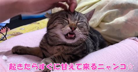 猫 すぐ 起きる