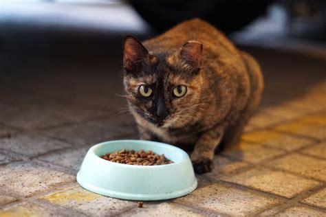 猫 吐く 食欲 ない