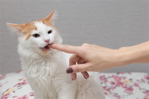 猫 本気 噛み