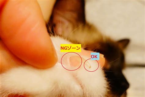 猫 爪 どこまで 切る