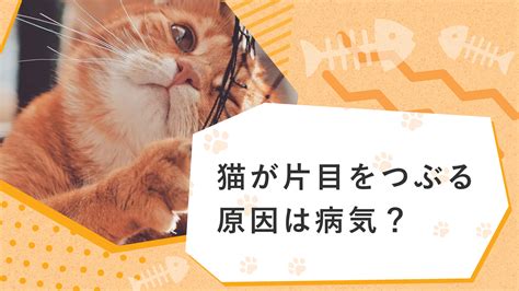 猫 片目だけをつぶる - 徹底解説と対処法