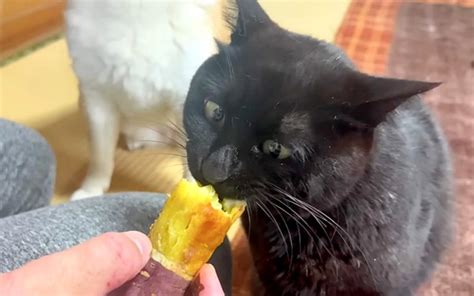 猫 芋 食べる