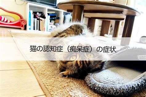 猫 認知 症 症状