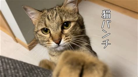 猫 飛びつい て くる