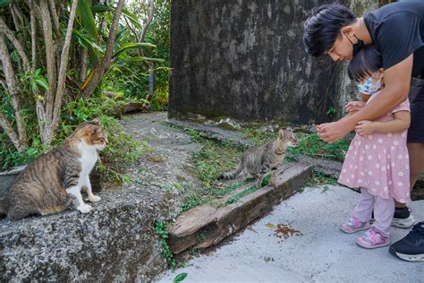 猴 硐 貓 村 附近 景點