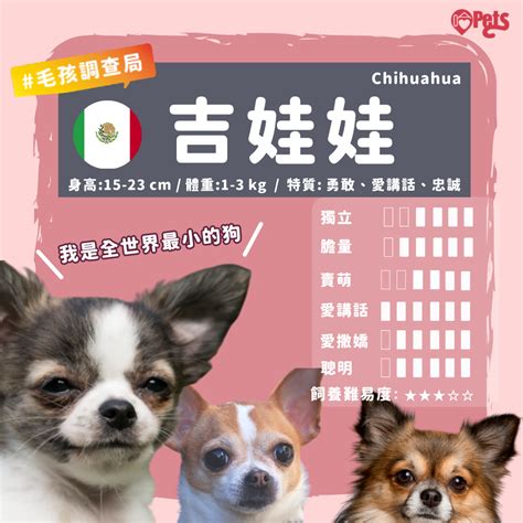 獅子狗：小小身軀，驚人魅力