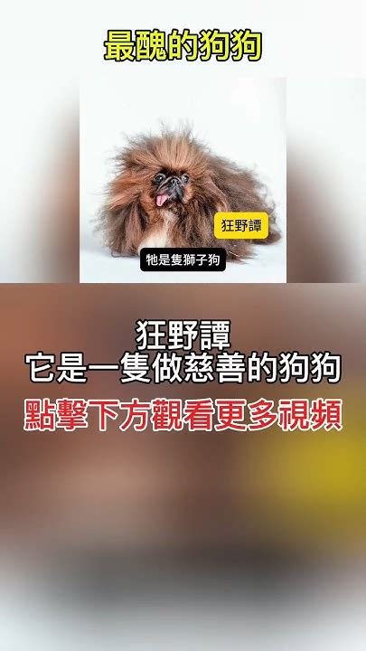 獅子狗：點燃靈感，改變世界的忠誠夥伴