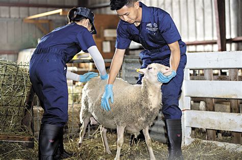 獸醫專業：守護動物健康與人類福祉的關鍵職業