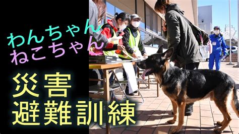 玉村動物愛護センターでペットを愛し、大切にする