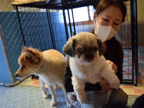 玉村動物愛護センターで動物の幸せのためにできること