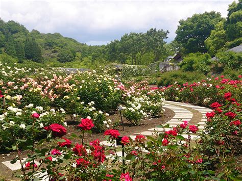 玫瑰花園