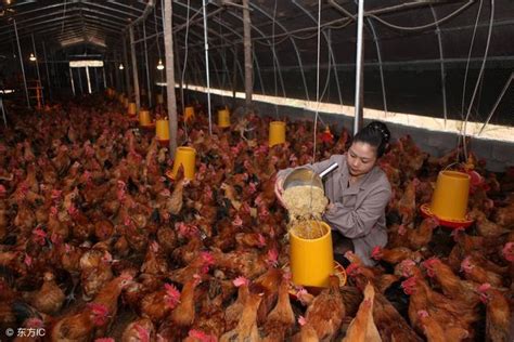 現今飼料成分：滿足動物營養需求的關鍵